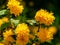 Selective focus on foreground of bright yellow flowers of Japanese kerria or Kerria japonica pleniflora on natural blurred