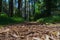 Selective focus on forest floor with blurred sunny path through evergreen forest, Mieminger Plateau, Tirol, Austria