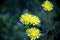 Selective focus on four yellow corollas of dandelion wild flowers among the green nature taraxacum officinale