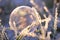 Selective focus of a fragile frozen bubble, in the grass, covered by frost, on a sunny day in winter