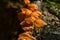 Selective focus of fresh hairy cup champagne mushroom in nature in forest on dark blurred background