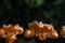 Selective focus of fresh hairy cup champagne mushroom with water droplet in nature in forest on blurred water drops background