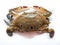 Selective focus of Fresh Three Spotted swimming Crab isolated on a White Background