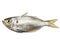 Selective focus of fresh White Fish,False Trevally isolated on a white background