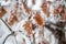 Selective focus on on frost covered brown oak leaves in the crisp morning air