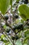 Selective focus of fruit of an araÃ§Ã¡ or Cattley guava with the scientific name Psidium cattleianum.