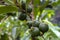 Selective focus of fruit of an araÃ§Ã¡ or Cattley guava with the scientific name Psidium cattleianum