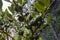 Selective focus of fruit of an araÃ§Ã¡ or Cattley guava with the scientific name Psidium cattleianum