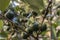 Selective focus of fruit of an araÃ§Ã¡ or Cattley guava with the scientific name Psidium cattleianum