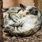 selective focus of furry hyenas with closed eyes sleeping in zoo.