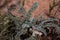 Selective Focus of Fuzzy Leaves On Desert Plant