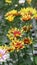 Selective focus of Gaillardia  or Blanket Flower