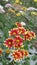 Selective focus of Gaillardia  or Blanket Flower, is a genus of flowering plants in the sunflower family