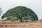 Selective focus giant Monkey pod tree in dried field.Also sometimes known as Samanea saman,Albizia Saman or the rain tree.