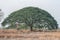 Selective focus giant Monkey pod tree in dried field.Also sometimes known as Samanea saman,Albizia Saman or the rain tree.