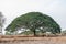 Selective focus giant Monkey pod tree in dried field.Also sometimes known as Samanea saman,Albizia Saman or the rain tree.