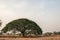 Selective focus giant Monkey pod tree in dried field.Also sometimes known as Samanea saman,Albizia Saman or the rain tree.