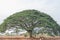 Selective focus giant Monkey pod tree in dried field.Also sometimes known as Samanea saman,Albizia Saman or the rain tree.