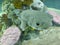 Selective focus of Giant Porcupine fish or Spotted Porcupine Fish Diodon hystrix and Lettuce coral or Yellow Scroll Coral