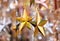 Selective focus gold stars design hanging and decorate in December Christmas festival