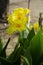 Selective focus on GOLDEN CANNA plant with flower and green leaves .