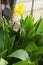 Selective focus on GOLDEN CANNA plant with flower and green leaves