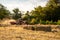 Selective focus grass, Combine tractor harvester harvests pangola grass. agriculture. animal feed