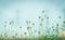 Selective focus grass flower in the garden on blurred background of grass flower field. Small grass flower with green leaves.