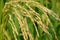 Selective focus of a grasshopper on the paddy plant in the field