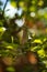 Selective focus of the gray Eurasian collared dove perching on the tree