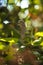 Selective focus of the gray Eurasian collared dove perching on the tree