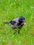 Selective focus on a gray raven holding corn sticks in its beak. Coopy space