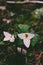 Selective focus of Great white trilliums in a field under the sunlight with a blurry background