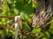 Selective focus on green Egyptian locust (Anacridium aegyptium) next to vine leaves with blurred background