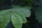 selective focus Green leaves with dew on leaves after a rainstorm has passed to moisten the foliage. Natural images have space for