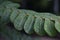 selective focus Green leaves with dew on leaves after a rainstorm has passed to moisten the foliage. Natural images have space for