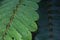 selective focus Green leaves with dew on leaves after a rainstorm has passed to moisten the foliage. Natural images have space for