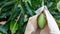 selective focus green mango growing on a tree in a farmer\'s garden in Thailand