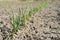 Selective focus of green plants on dry soil on blurred background