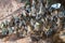 Selective focus  group butterflies on the ground and flying in nature background.Blurred Tailed Jay butterflies Graphium agamemno