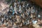 Selective focus  group butterflies on the ground and flying in nature background.Blurred Tailed Jay butterflies Graphium agamemno