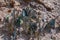 Selective focus group butterflies on the ground and flying in nature background.Blurred Tailed Jay butterflies Graphium agamemno