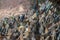 Selective focus  group butterflies on the ground and flying in nature background.Blurred Tailed Jay butterflies Graphium agamemno