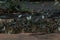 Selective focus  group butterflies on the ground and flying in nature background.Blurred Tailed Jay butterflies Graphium agamemno