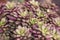 Selective focus a group of colorful succulent plants with purple and green colors. Echeveria/Haworthia rufescens