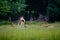 Selective focus of a group of deers having rest in the grass with blurred forest background