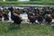 Selective focus on group of ducks in the rice field. Organic farming concept