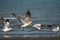 Selective focus of a group of Palla\\\'s gull hunting fish on the shore