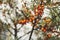 Selective focus of the growing orange sea buckthorns berries on the tree branches