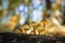 Selective focus of the growing small Mycena mushrooms on the tree trunk in the forest